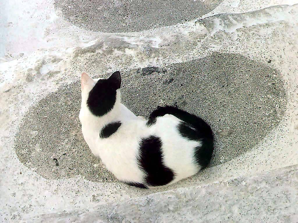 Gatti (233)